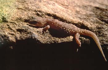 Salamanquesa rosada (Hemidactylus turcicus)