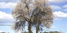 Almendro - Porte (Prunus dulcis)