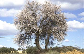 Almendro - Porte (Prunus dulcis)