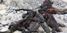 Iguanas marinas, Amblyrhynchus cristatus, Ecuador