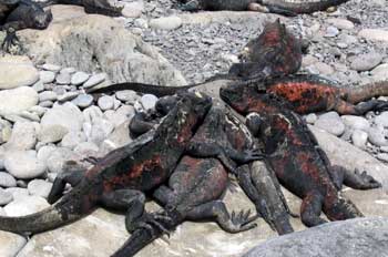Iguanas marinas, Amblyrhynchus cristatus, Ecuador