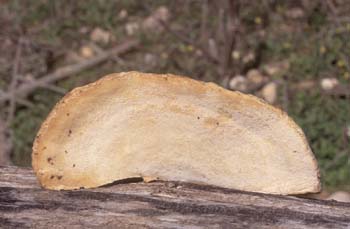 Hongo yesquero (Fomitopsis sp.)