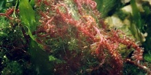 Alga roja (Rodoficea)