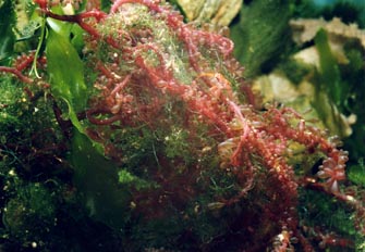 Alga roja (Rodoficea)