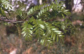 Acacia de tres espinas - Hoja (Gleditsia triacanthos)