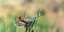 Saltamontes chirriador (Mecostetus sp.)