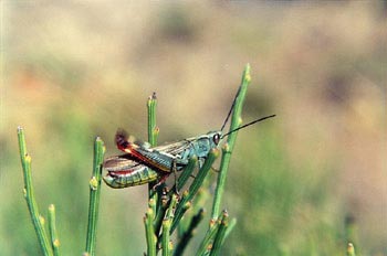 Saltamontes chirriador (Mecostetus sp.)