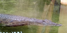 Cocodrilo del Nilo Crocodylus niloticus Laurenti, 1768