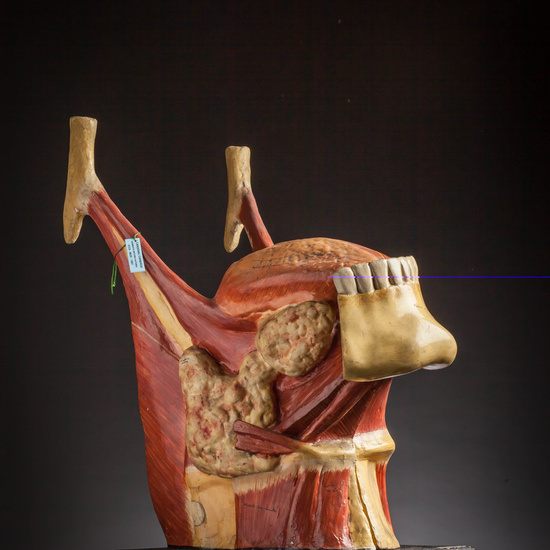 IES_CARDENALCISNEROS_ANATOMIA_MODELOS_080