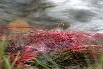 álamo negro - Raices (Populus nigra)