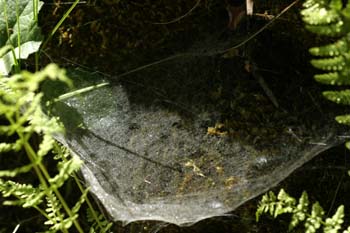 Tela de araña (Araneae Ord.)