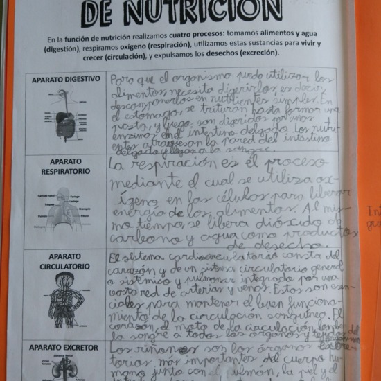 [Lapbook] - Mi atlas del cuerpo humano (3º de primaria) - IMAGEN 6