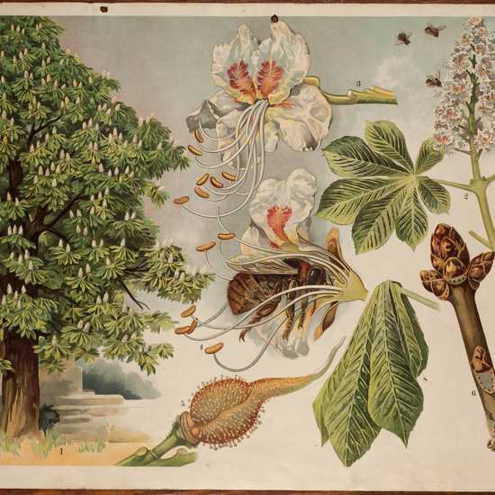 IES_CARDENALCISNEROS_ARBOLES_LAMINAS_005