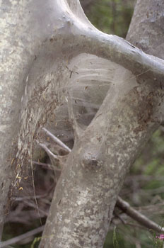 Orugas Ataque (Heterocera)