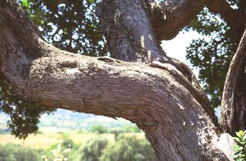 Madroño - Tronco (Arbutus unedo)