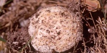 Amanita rubescens