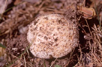 Amanita rubescens