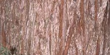 Secuoya gigante - Corteza (Sequoiadendron giganteum)