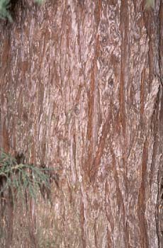 Secuoya gigante - Corteza (Sequoiadendron giganteum)