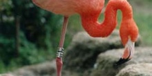 Flamenco (Phoenicopterus ruber roseus)