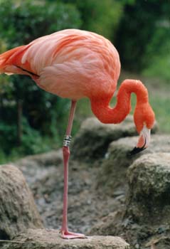 Flamenco (Phoenicopterus ruber roseus)