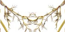 Simetría del detalle de la rama en cenefa