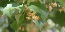 Tilo común - Flores (Tilia platyphyllos)