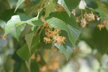 Tilo común - Flores (Tilia platyphyllos)