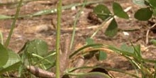 Rebollo / melojo - Planta Jóven (Quercus pyrenaica)