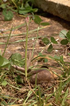Rebollo / melojo - Planta Jóven (Quercus pyrenaica)