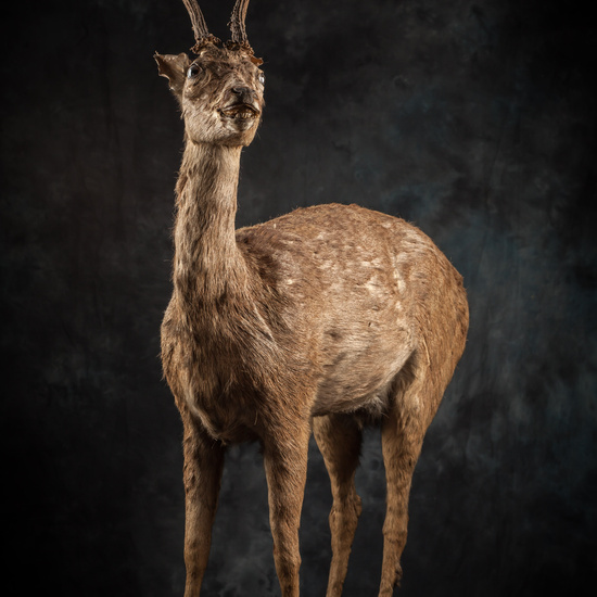 IES_SANISIDRO_BIOLOGIA_310