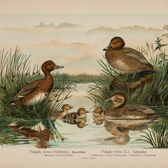 IES_CARDENALCISNEROS_AVES_LAMINAS_067