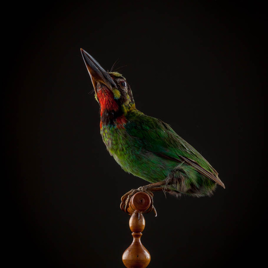 IES_ISABELLACATOLICA_BIOLOGIA_571