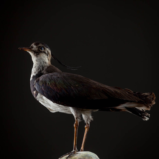 IES_ISABELLACATOLICA_BIOLOGIA_548