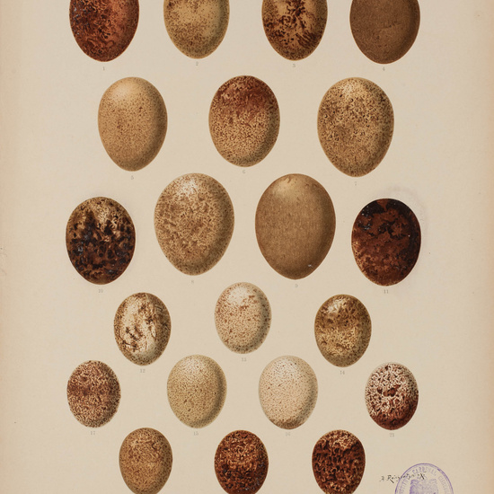 IES_CARDENALCISNEROS_AVES_LAMINAS_198