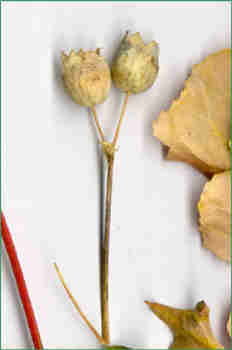 Tallo y flor de Eriacea