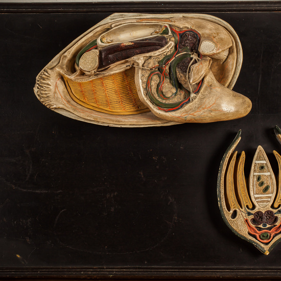 IES_SANISIDRO_BIOLOGIA_347