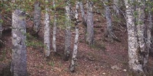 Haya - Tronco (Fagus silvatica)