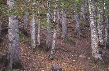 Haya - Tronco (Fagus silvatica)