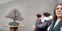 Museo del Bonsai 5