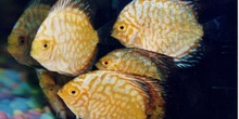 Discos (Symphysodon sp.)