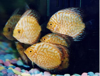 Discos (Symphysodon sp.)