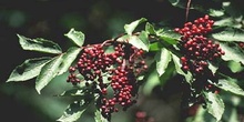 Saúco rojo - Fruto (Sambucus racemosa)