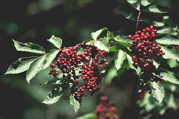 Saúco rojo - Fruto (Sambucus racemosa)