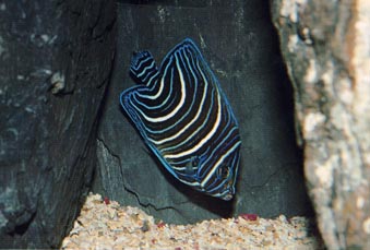 Pez angel juvenil (Pomacanthus semicirculatus)