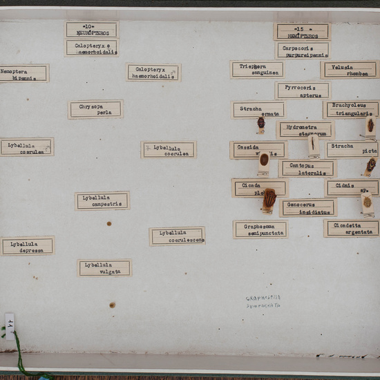 IES_CARDENALCISNEROS_Insectos_041
