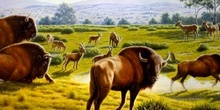 Bisontes