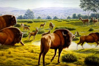 Bisontes