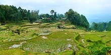 Campos de arroz en Rantepao, Sulawesi, Indonesia