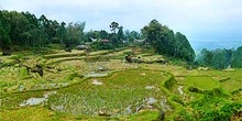 Campos de arroz en Rantepao, Sulawesi, Indonesia